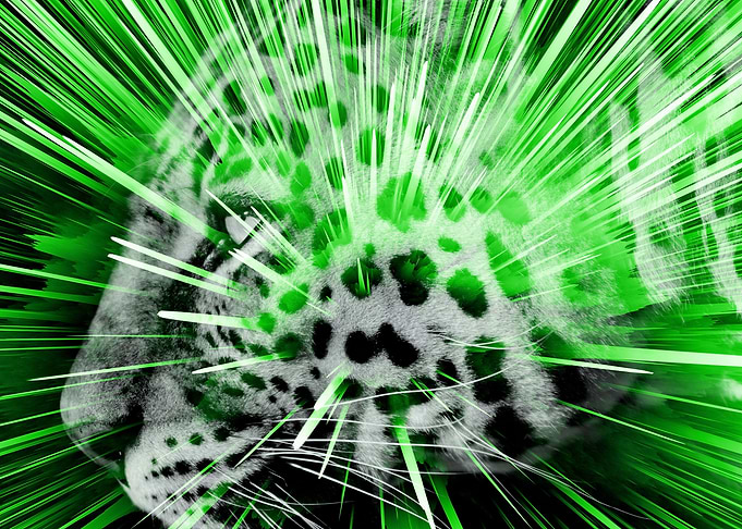 Leopard pop 5
