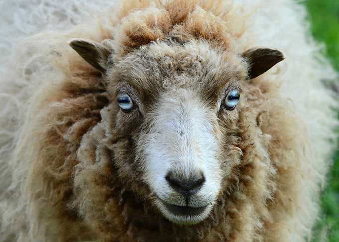 Sheep