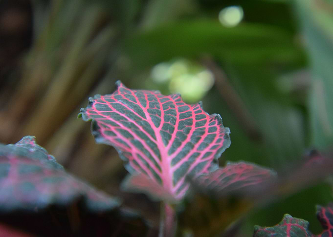 Green and pink leaf