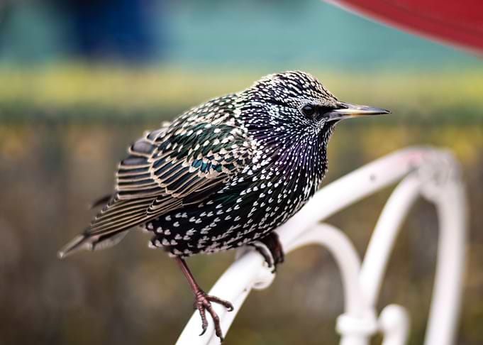 Bird