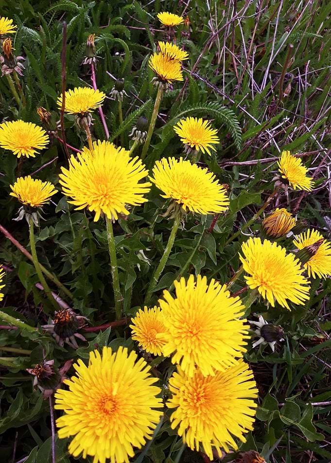 Dandelion 9