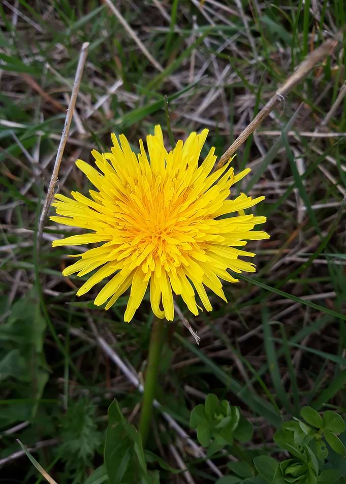 Dandelion 7