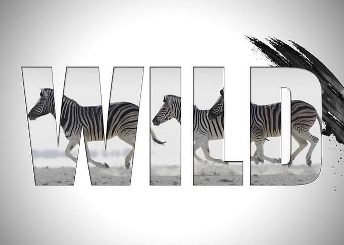 Wild Animals Dynamic