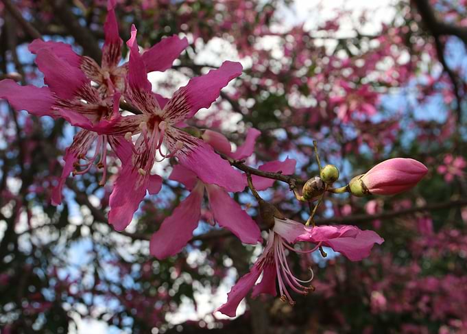 Flowers of Brazil