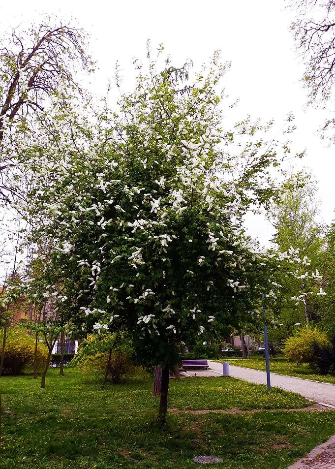 Tree in the park