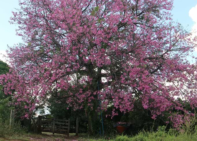 Nature