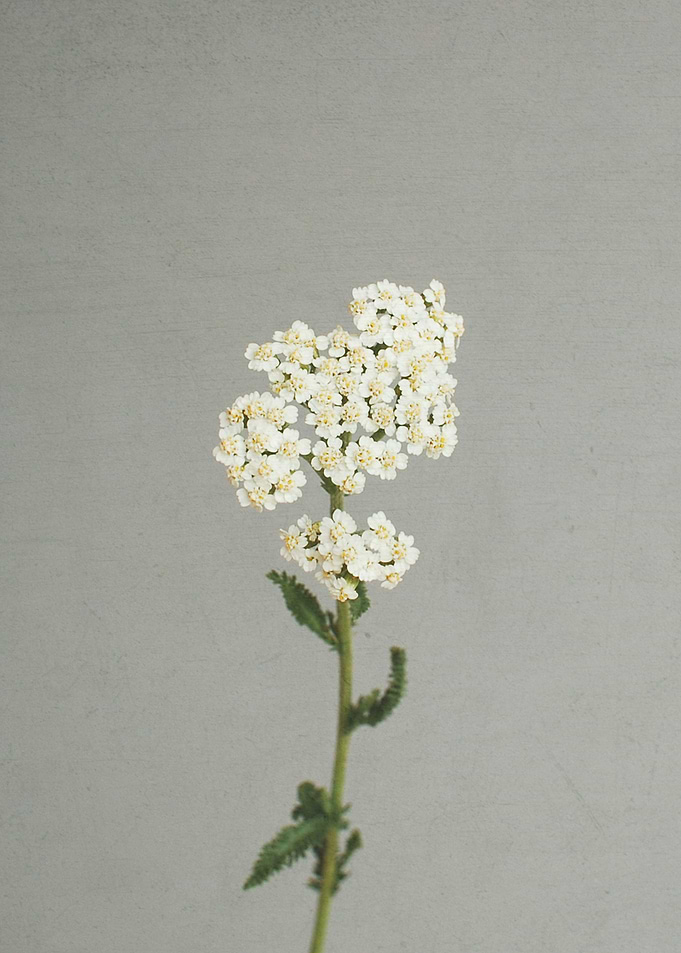 White Flowers
