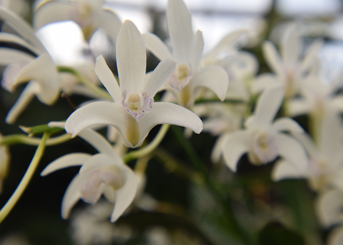 White Flowers