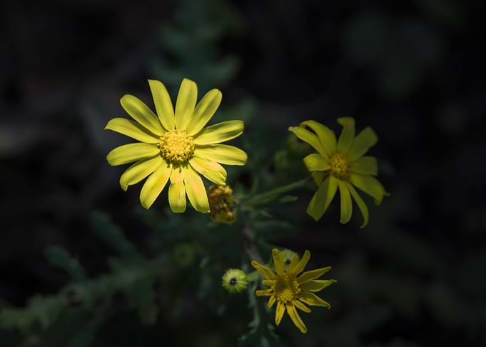Yellow fliers