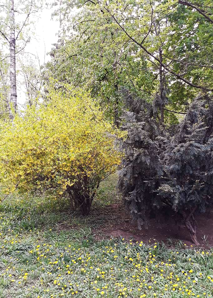 Bush love