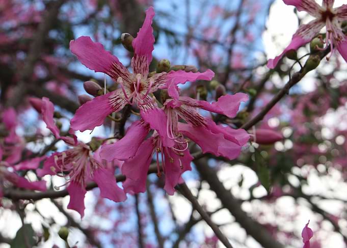 Flowers Of Brazil