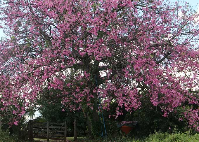 Flowers of Brazil