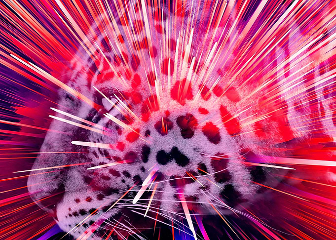 Leopard pop 6
