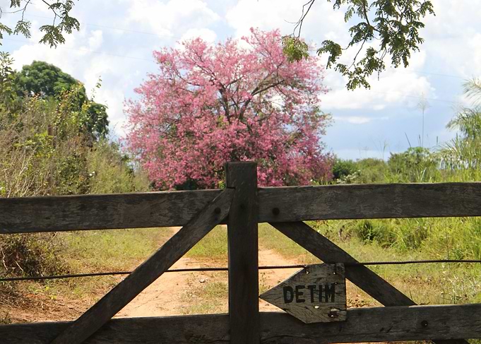 Tree of Brazil