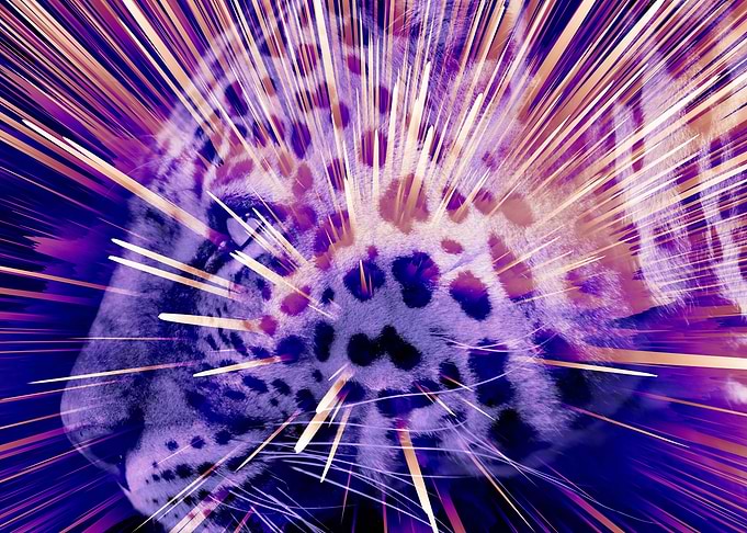 Leopard pop 1