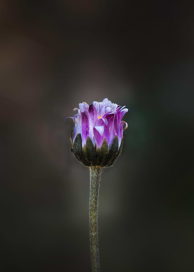 Pink Flower