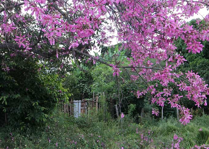 Flowers of Brazil