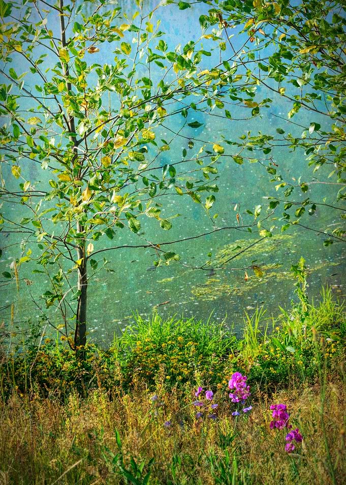 Tree by the River