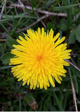 Dandelion 5