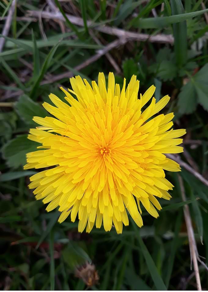 Dandelion 5