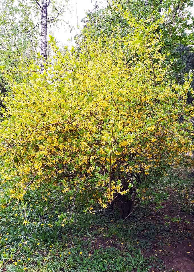 Lovely bush