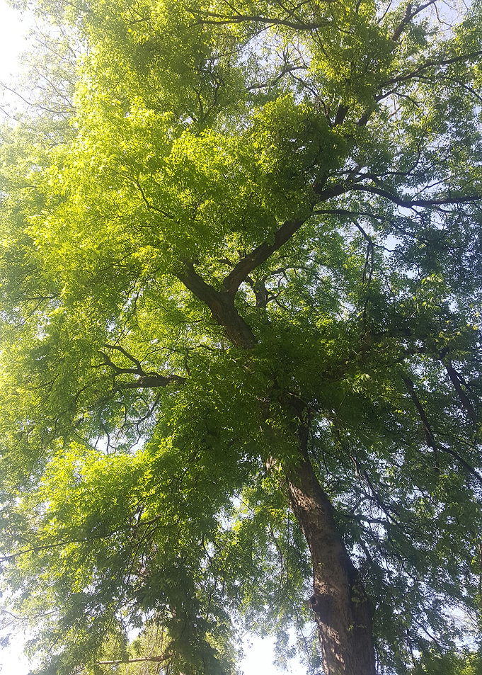 Tree at sunshine