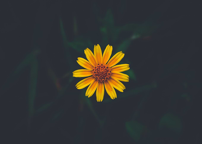 Yellow Flower