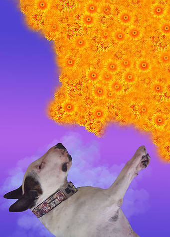 Garden Dream