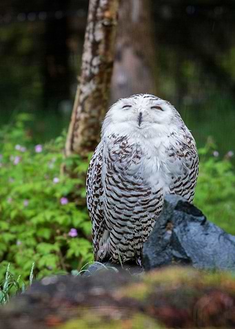 Owl Funny