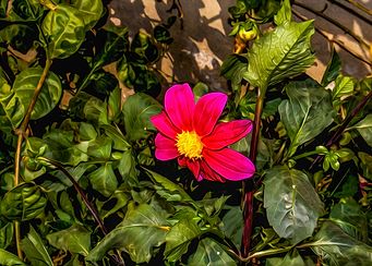 Pink Cosmos Flower Garden