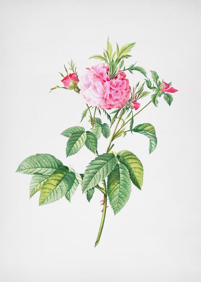 Pink Agatha Rose
