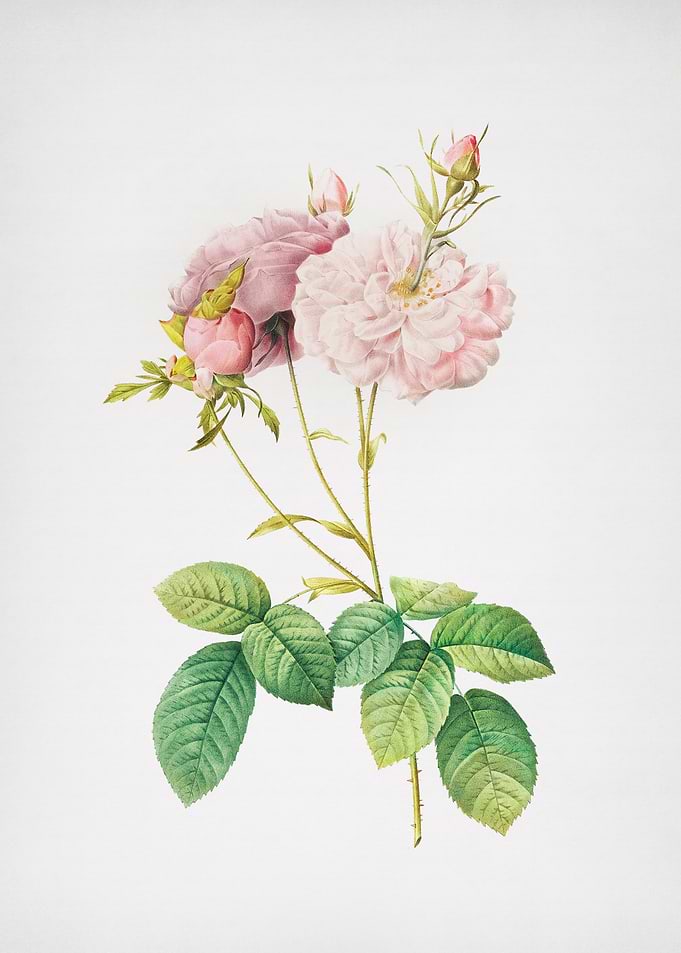Pink Damask Rose