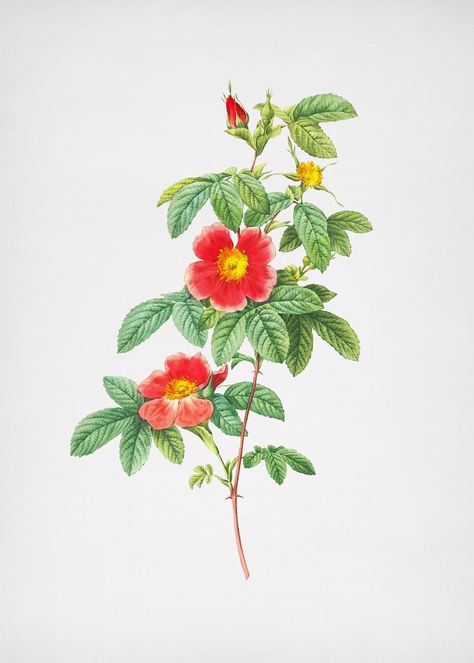 Blooming Alpine Rose