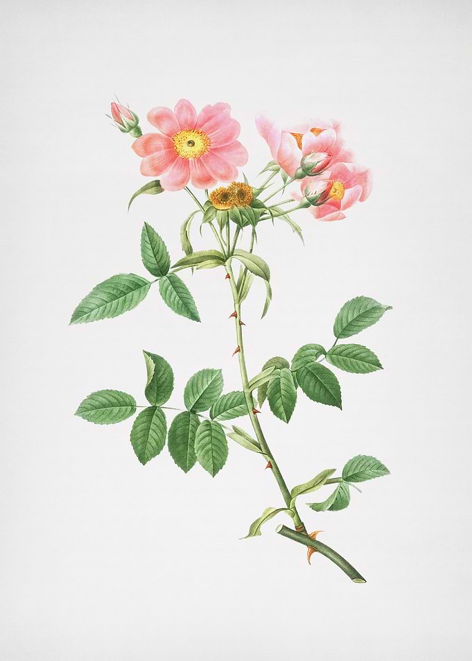 Lady Monson Rose