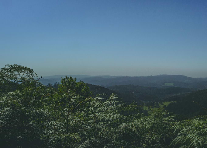Forest Skyline piece 1