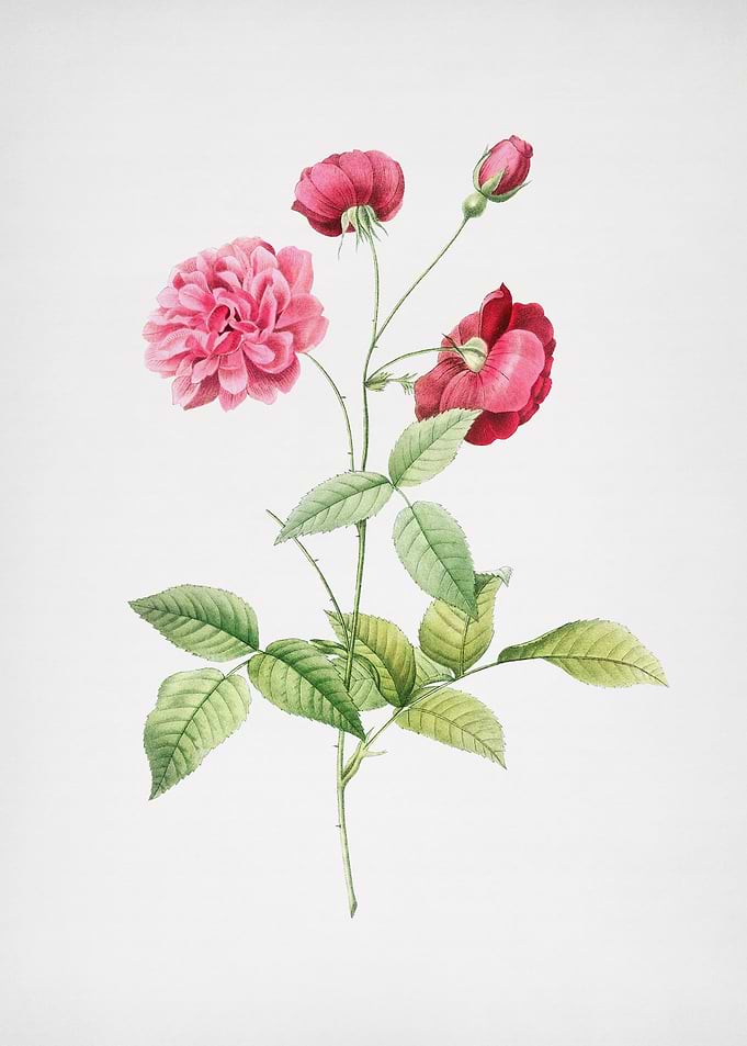 Vintage China Rose