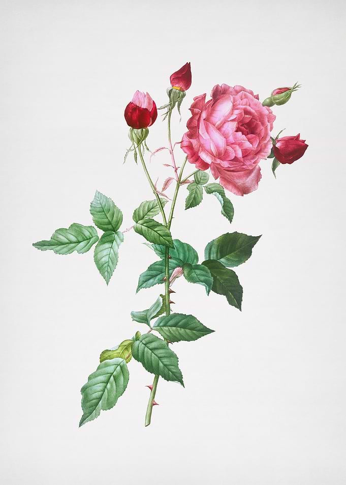 Blooming Pink Cabbage Rose