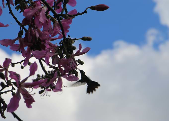 Flowers