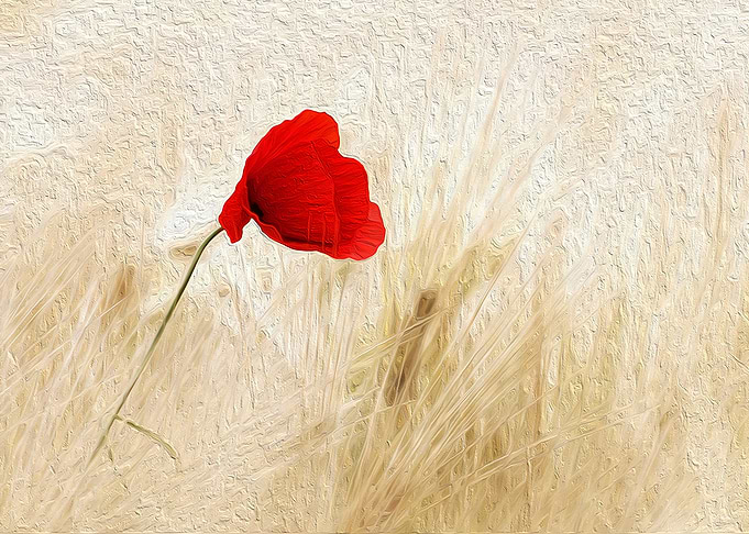 Poppy in Corn Field