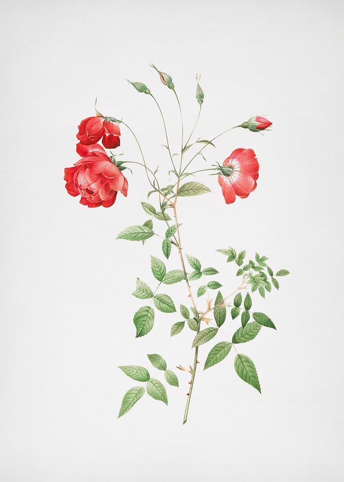 Vintage Red Roses