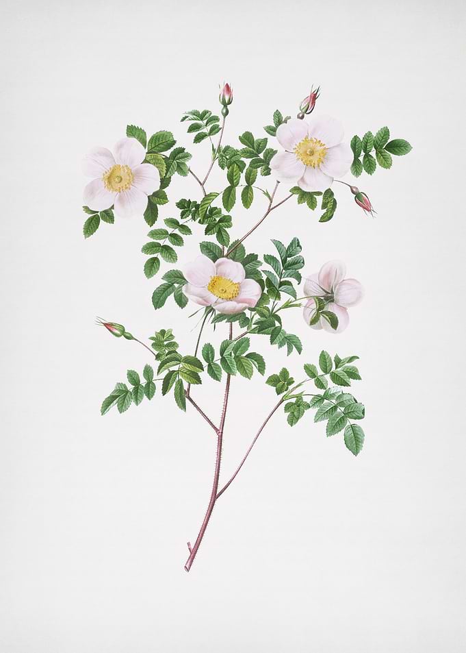White Candolles Rose