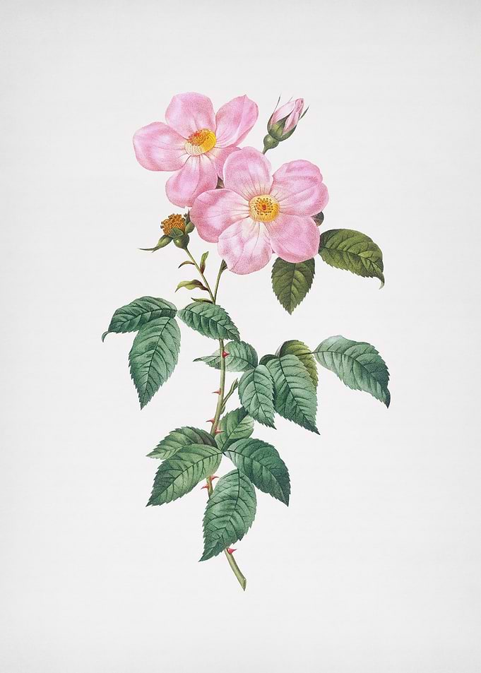 Tea Scented Roses in Bloom