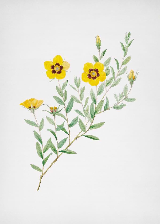 Vintage Rosa Persica