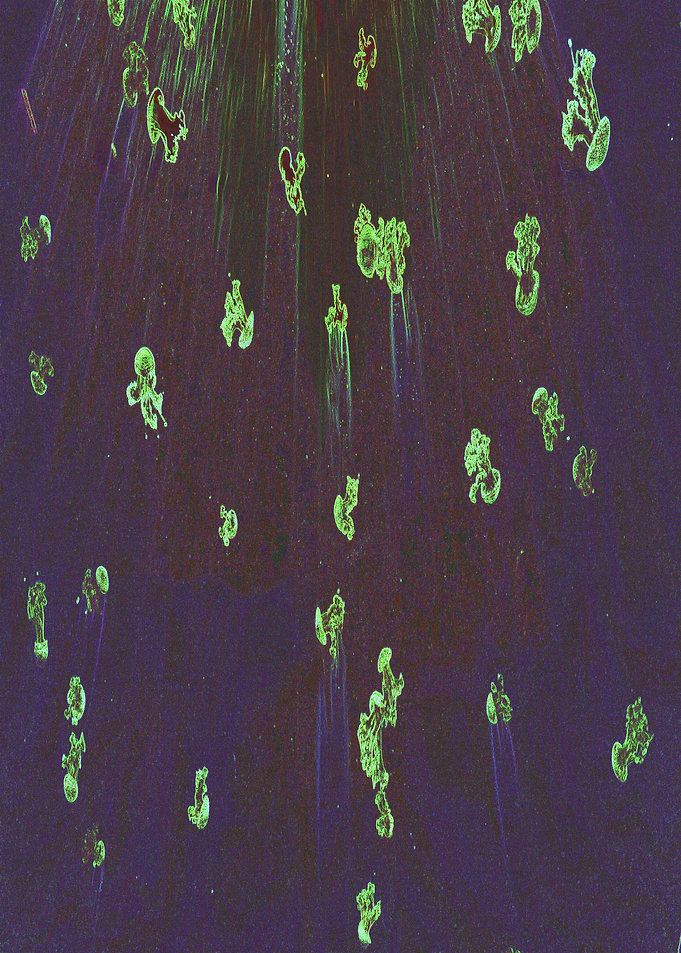 JellyFish SkyFall