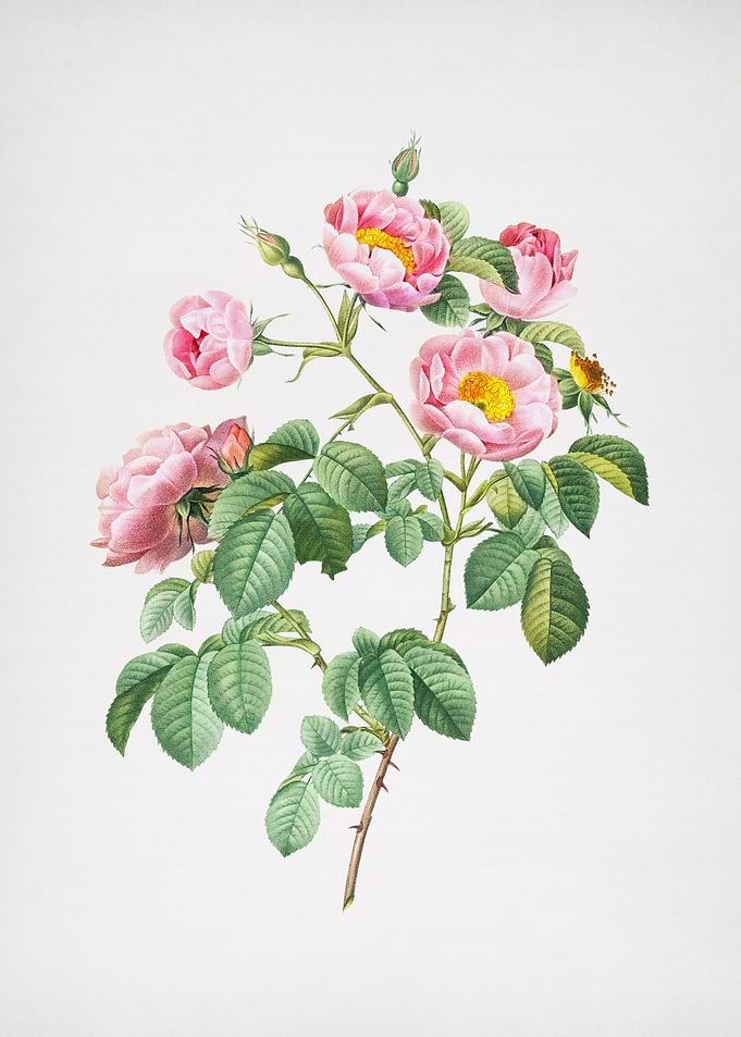 Pink Roses in Bloom