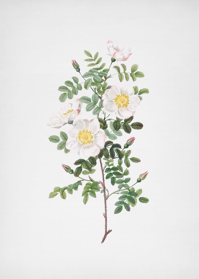White Burnet Rose
