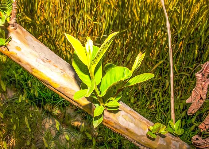 Green leaves of Guava