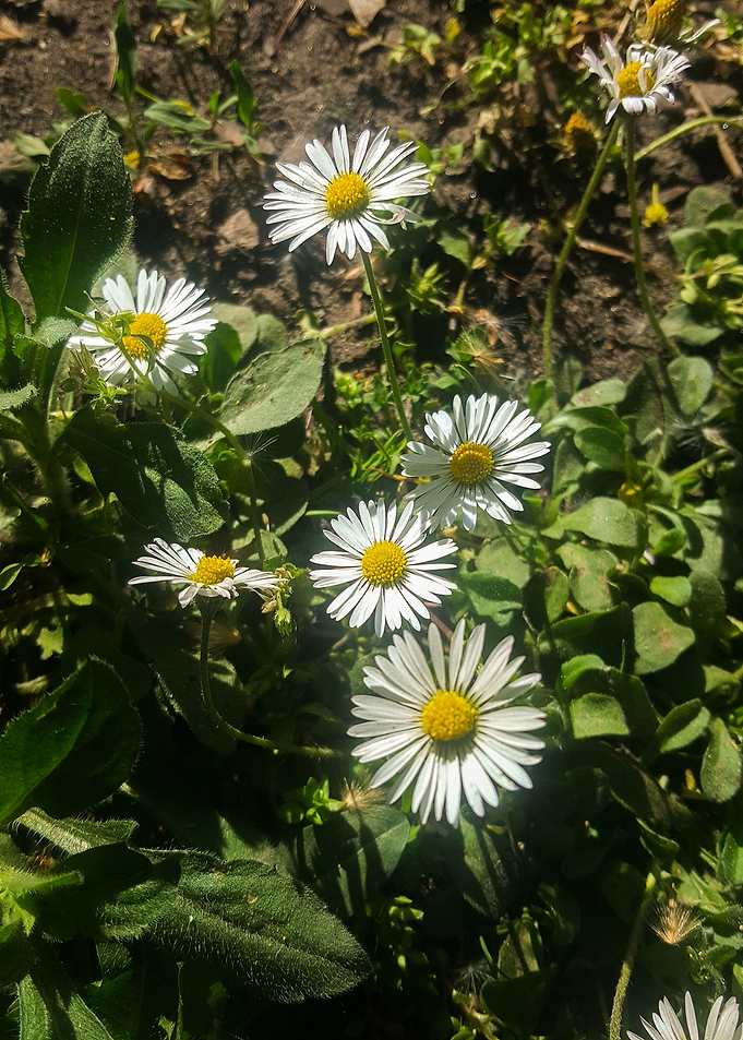 Daisy