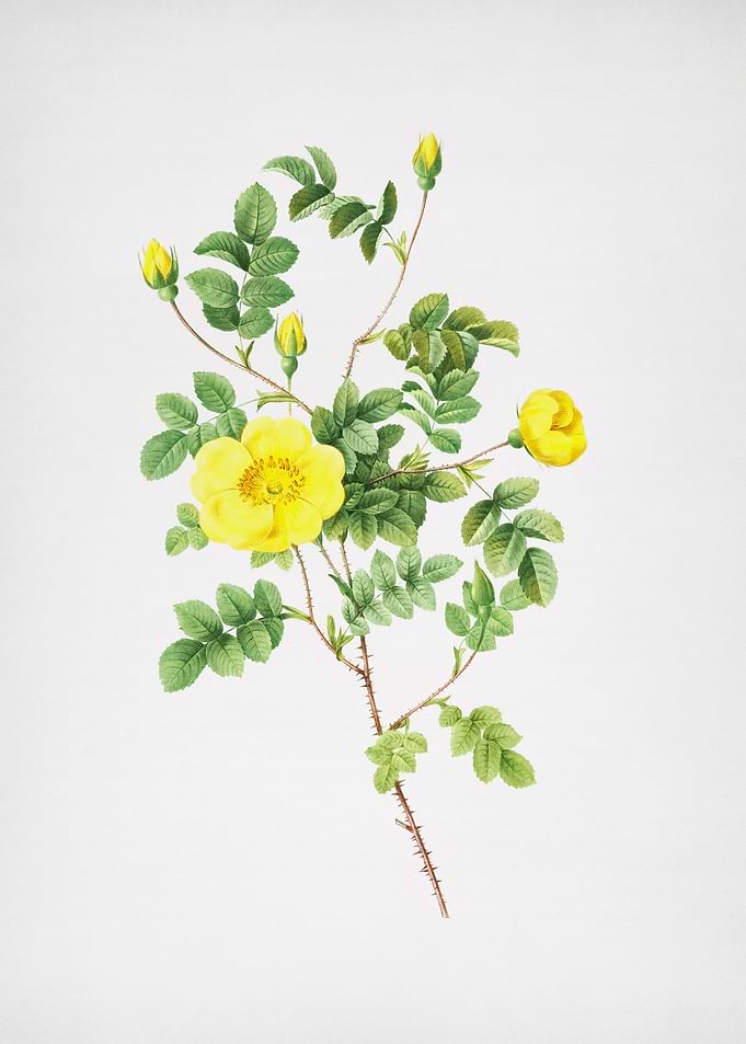 Yellow Sweetbriar Roses