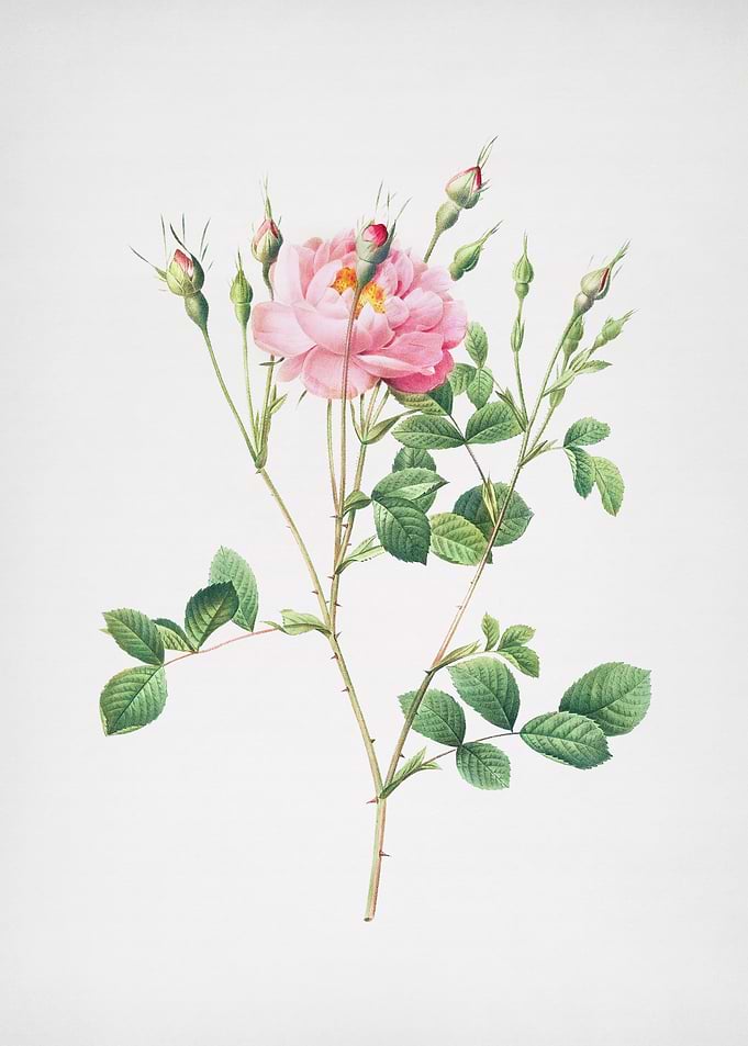 Anemone Sweetbriar Rose
